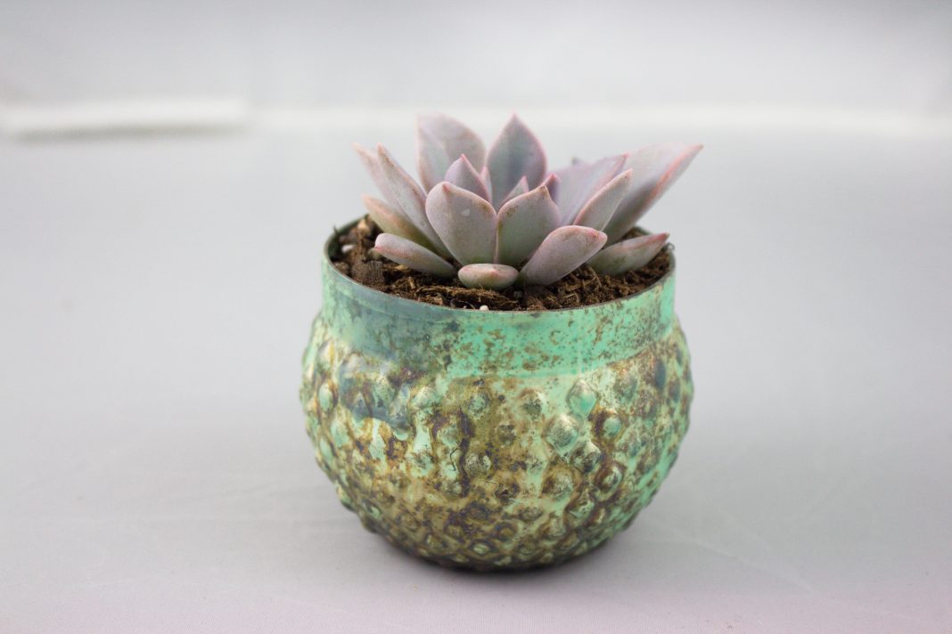Succulent Native, Austin, Texas - Almost Real Things Austin Holiday Gift Guide 2016